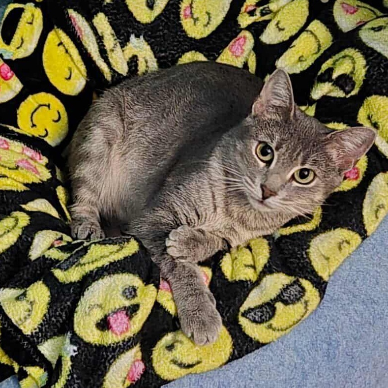 Flower, Adoptable, Adult Female Domestic Short Hair.