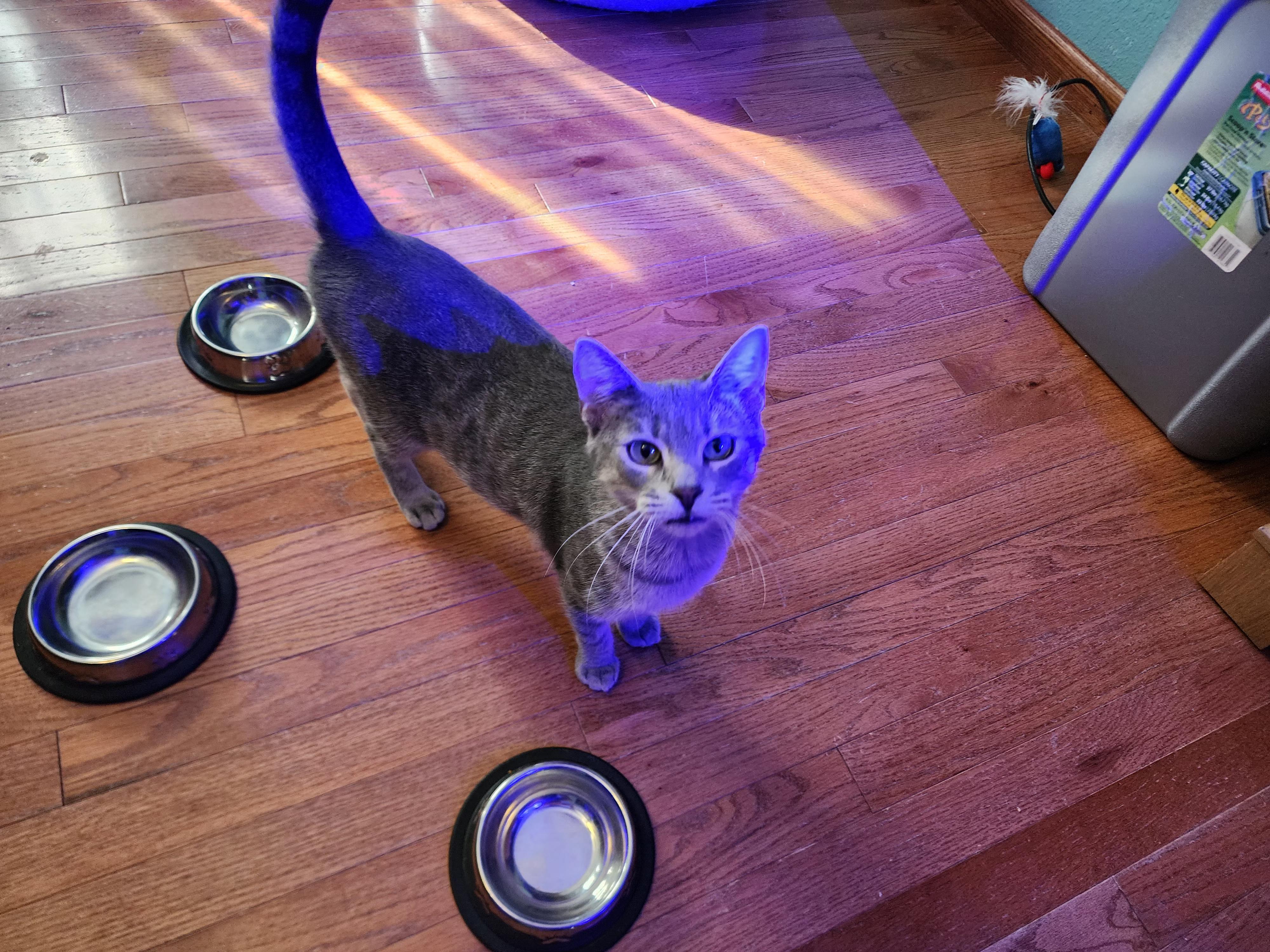 Flower, a Adoptable Domestic Short Hair in Sedalia, MO image 2/3