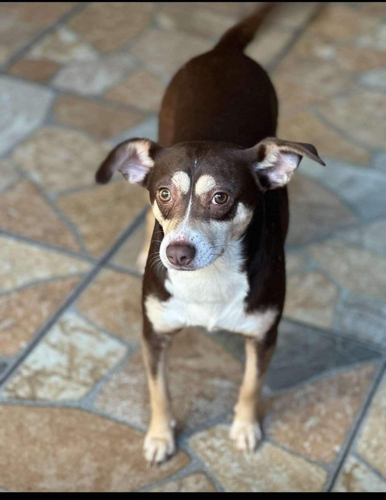 Bella, Adoptable, Adult Female Chihuahua & Shepherd.