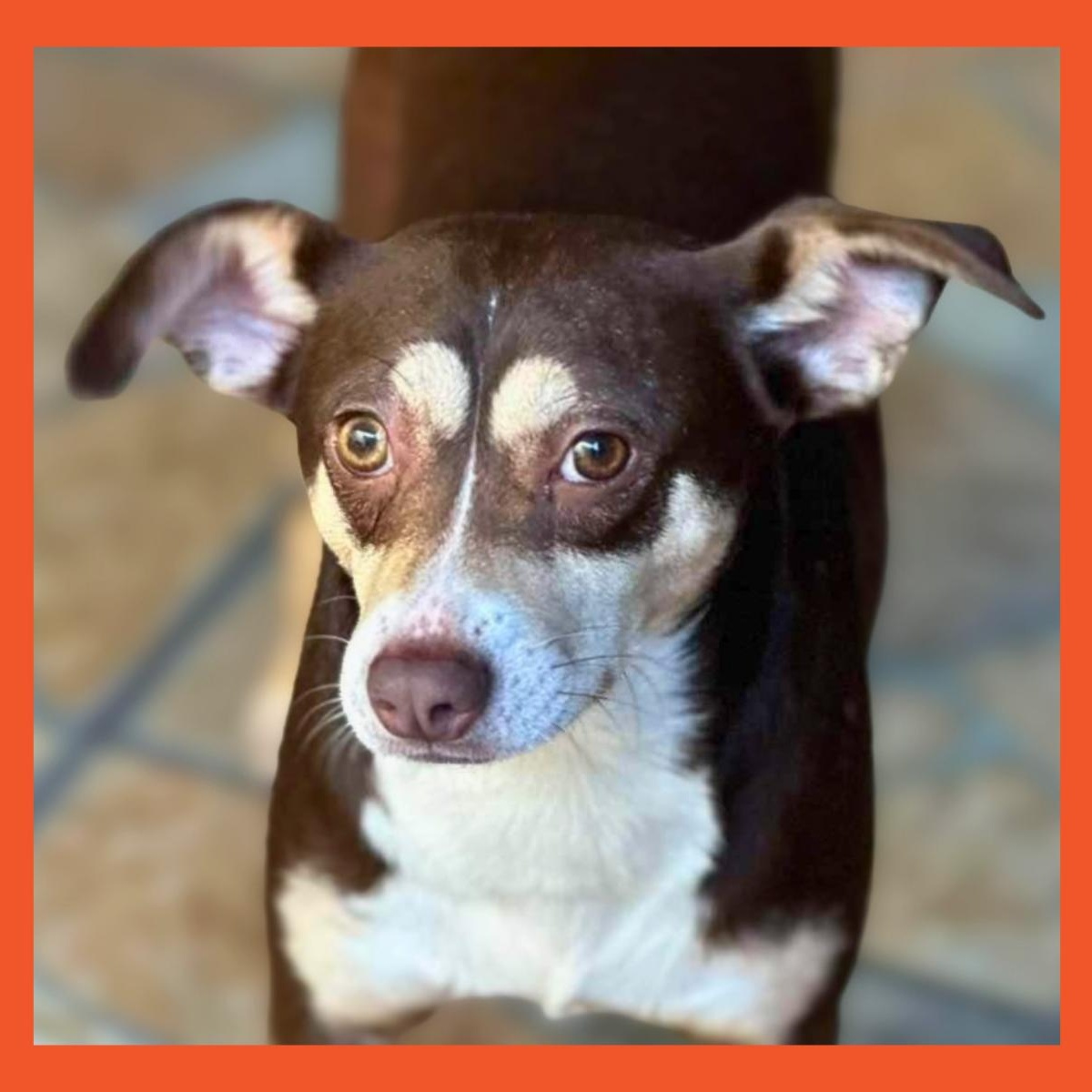 Bella, Adoptable, Adult Female Chihuahua & Shepherd.