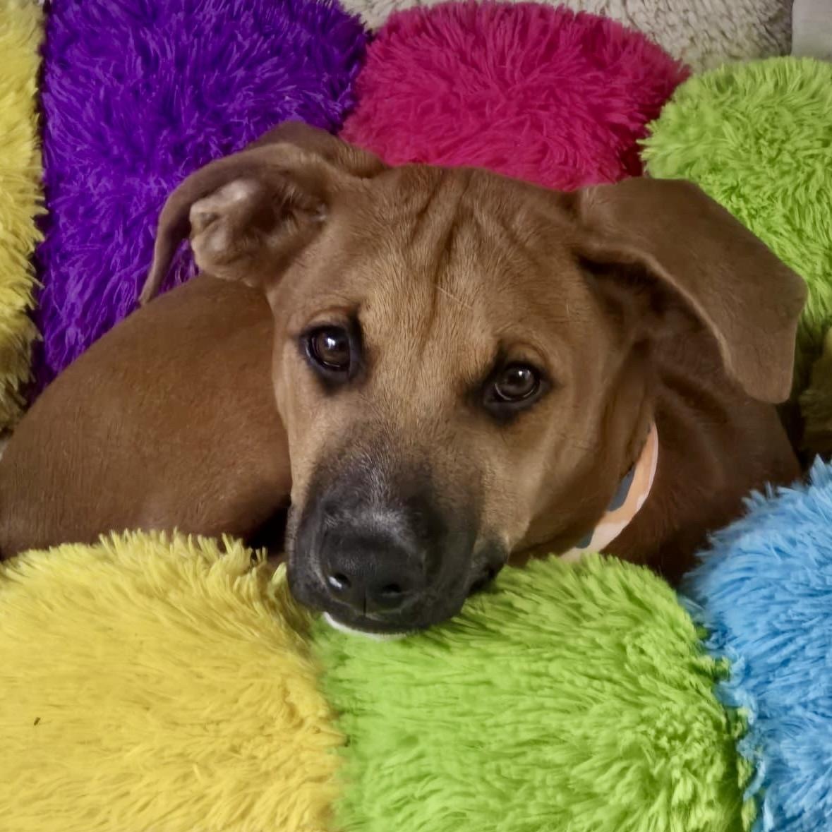 Asher, ADOPTABLE, Puppy Male Mixed Breed.