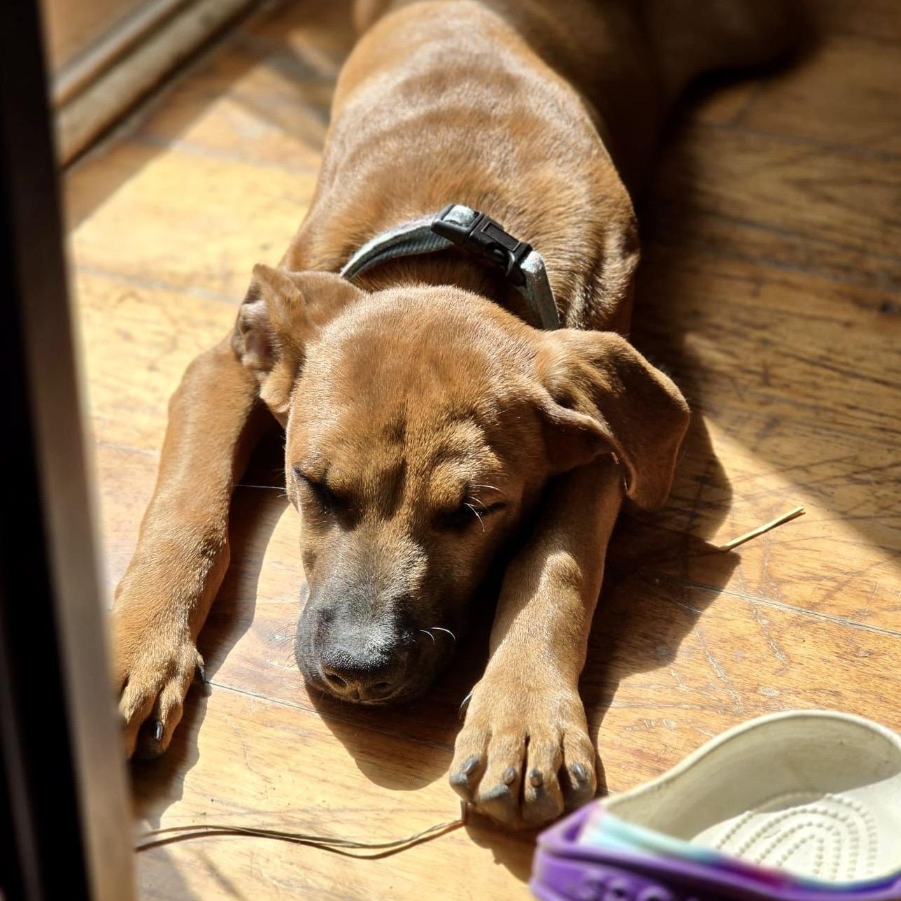 Asher, a ADOPTABLE Mixed Breed in Angus, ON image 2/5