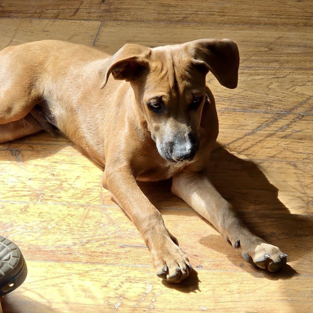 Asher, a ADOPTABLE Mixed Breed in Angus, ON image 3/5