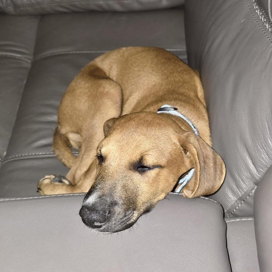 Asher, a ADOPTABLE Mixed Breed in Angus, ON image 4/5