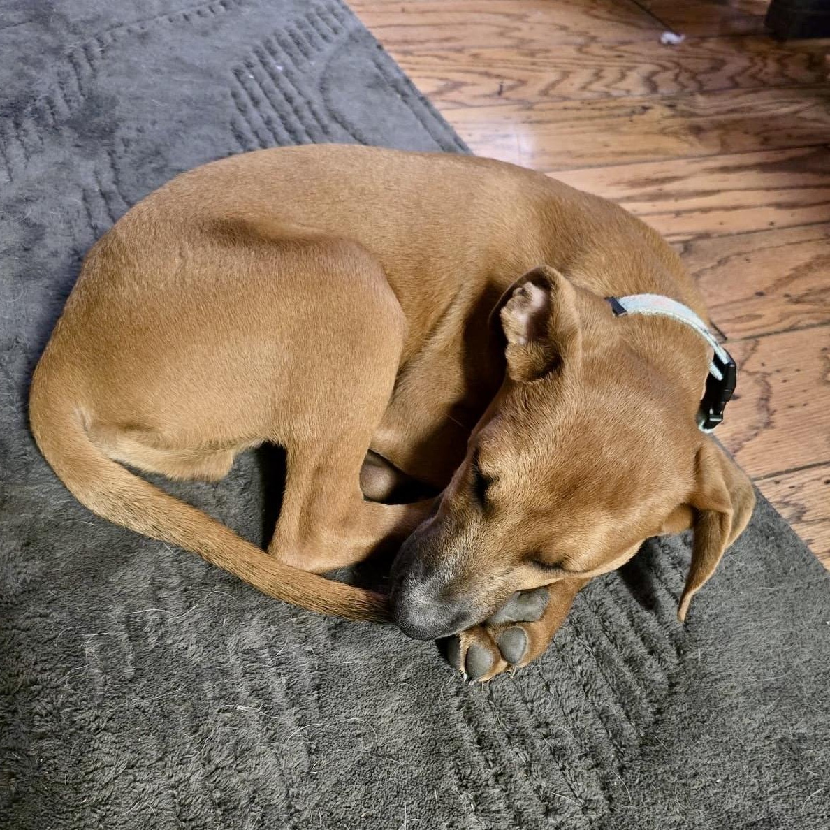 Asher, a ADOPTABLE Mixed Breed in Angus, ON image 5/5