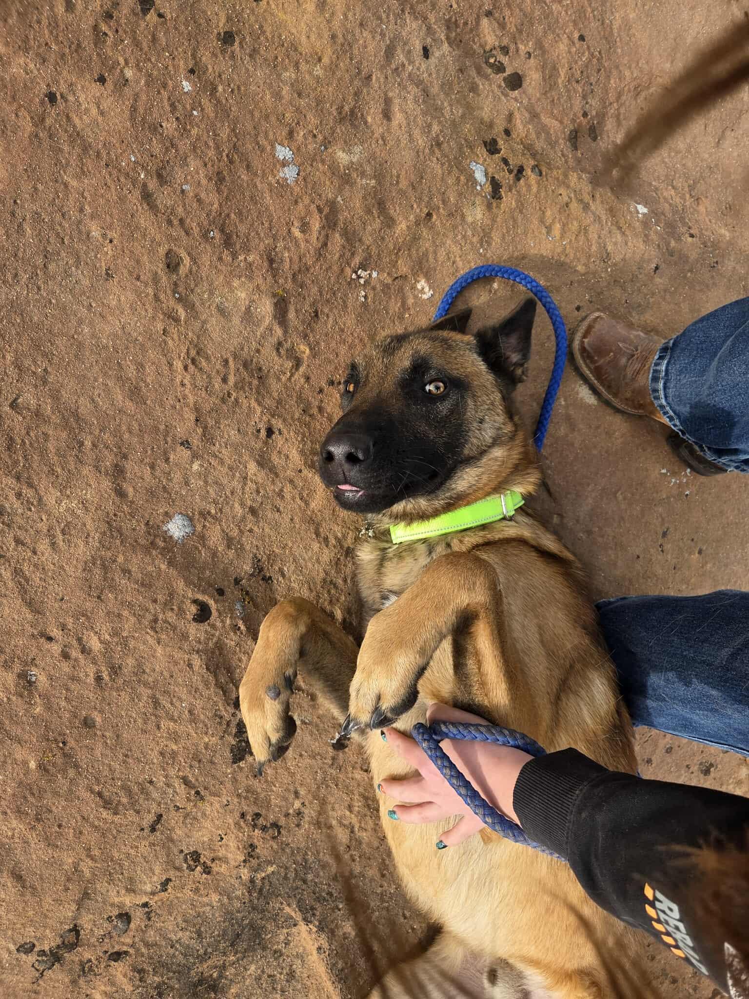 Enlarge Havoc, a ADOPTABLE Belgian Shepherd / Malinois in Roosevelt, UT image 4/4