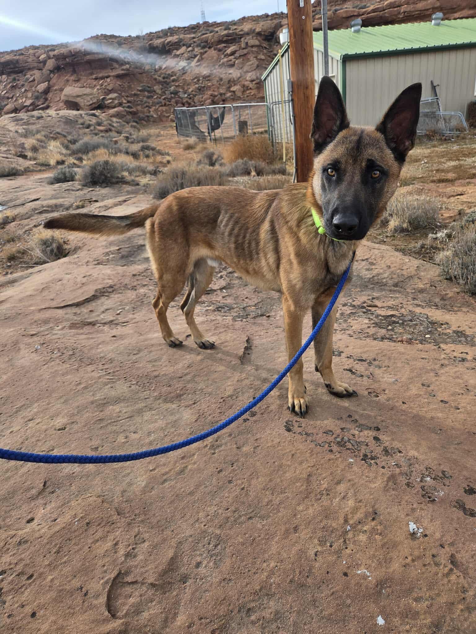 Enlarge Havoc, a ADOPTABLE Belgian Shepherd / Malinois in Roosevelt, UT image 3/4