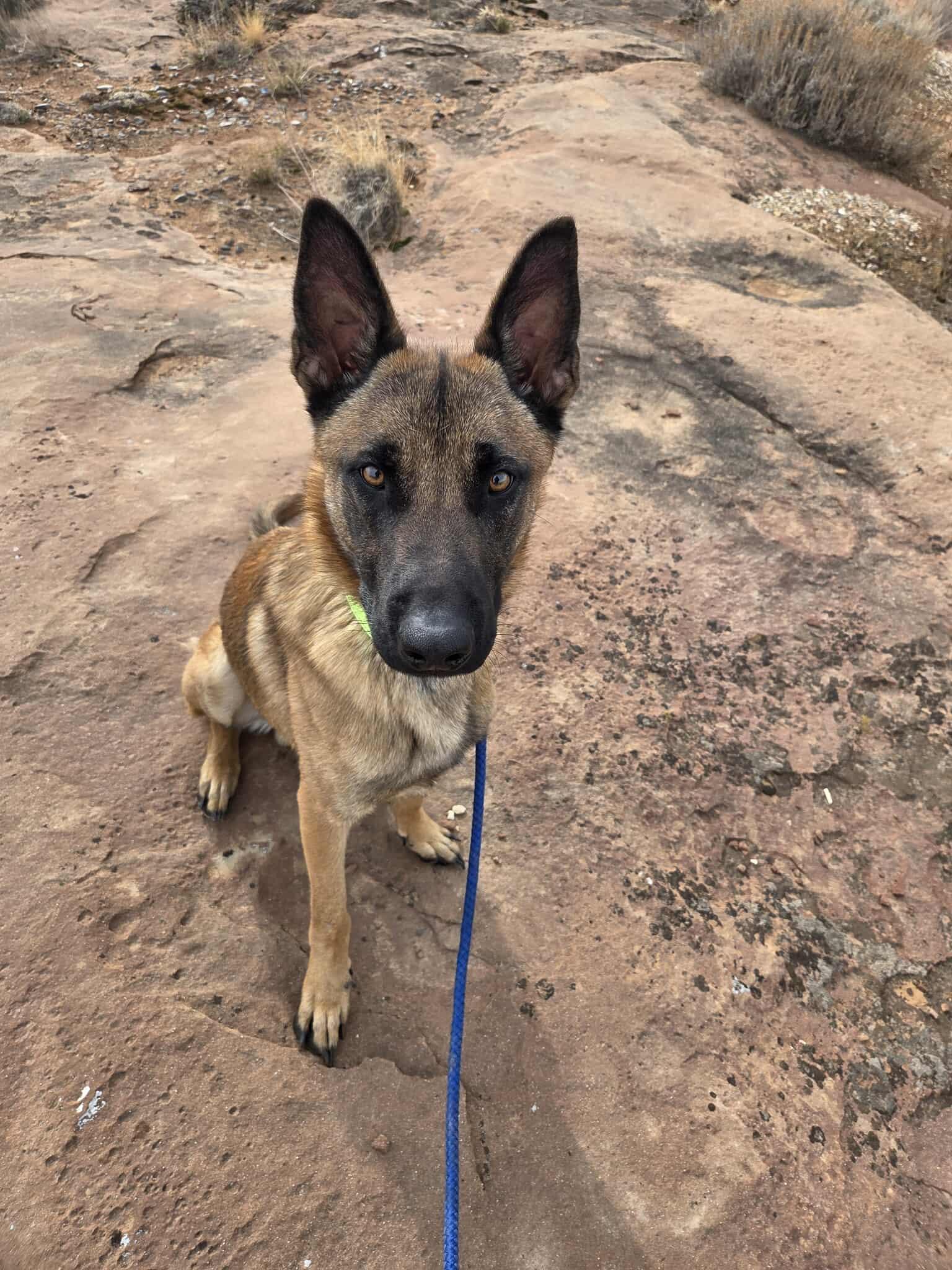 Havoc, ADOPTABLE, Adult Male Belgian Shepherd / Malinois.