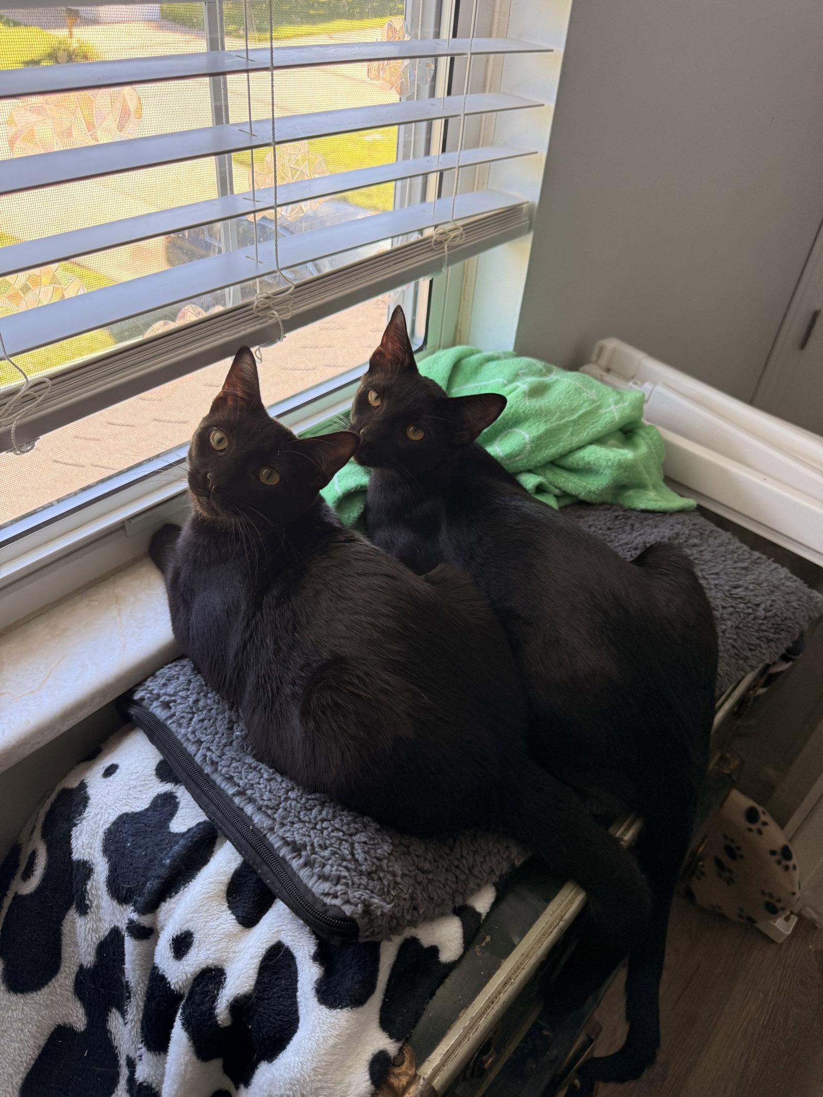Dracula, Adoptable, Young Male Domestic Short Hair.