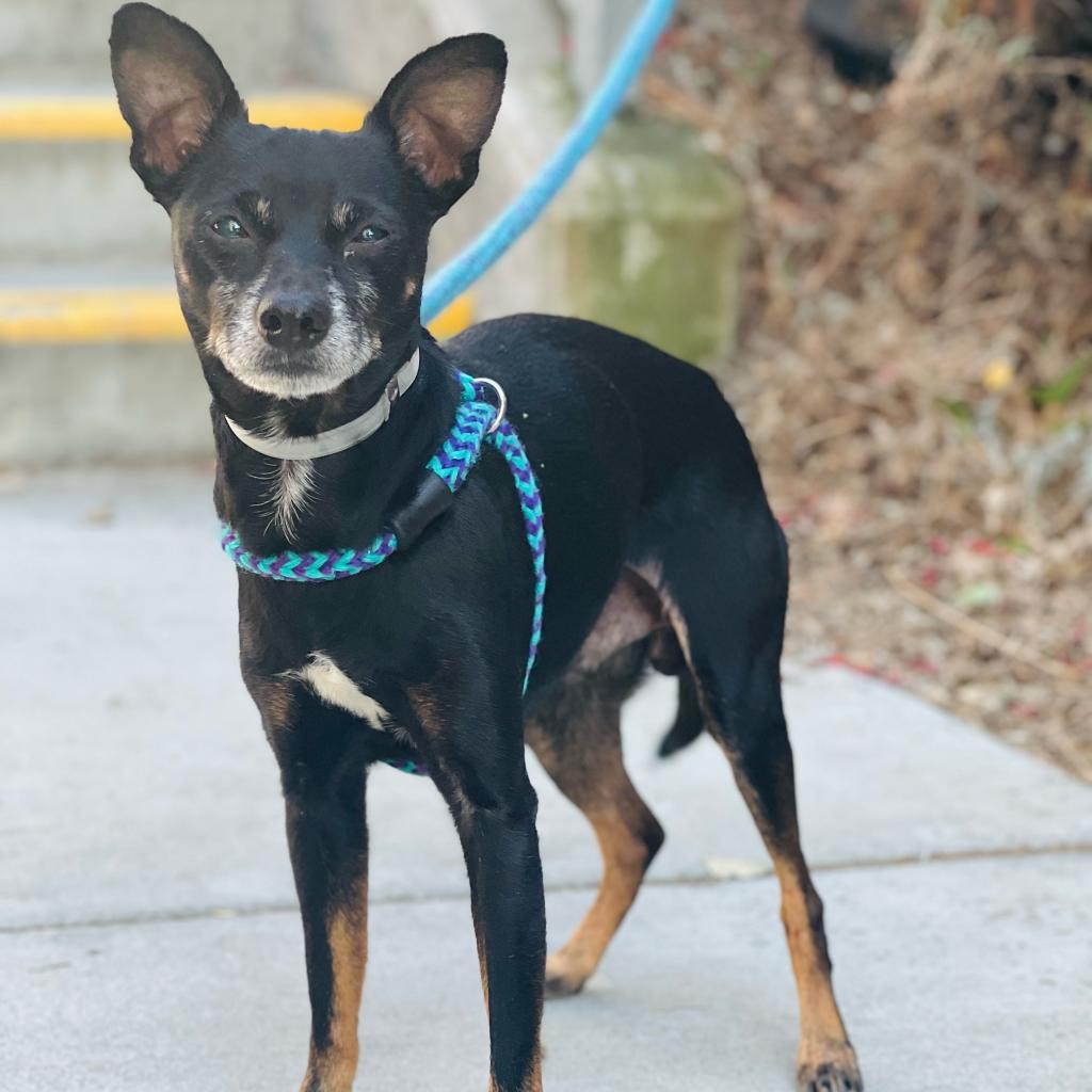 Buddy, Adoptable, Senior Male Miniature Pinscher & Chihuahua.