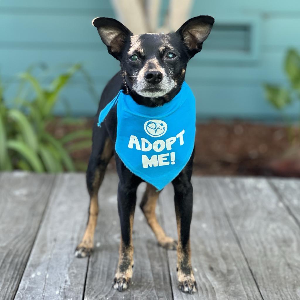 Enlarge Buddy, a Adoptable mixed breed in Pacific Grove, CA image 2/5
