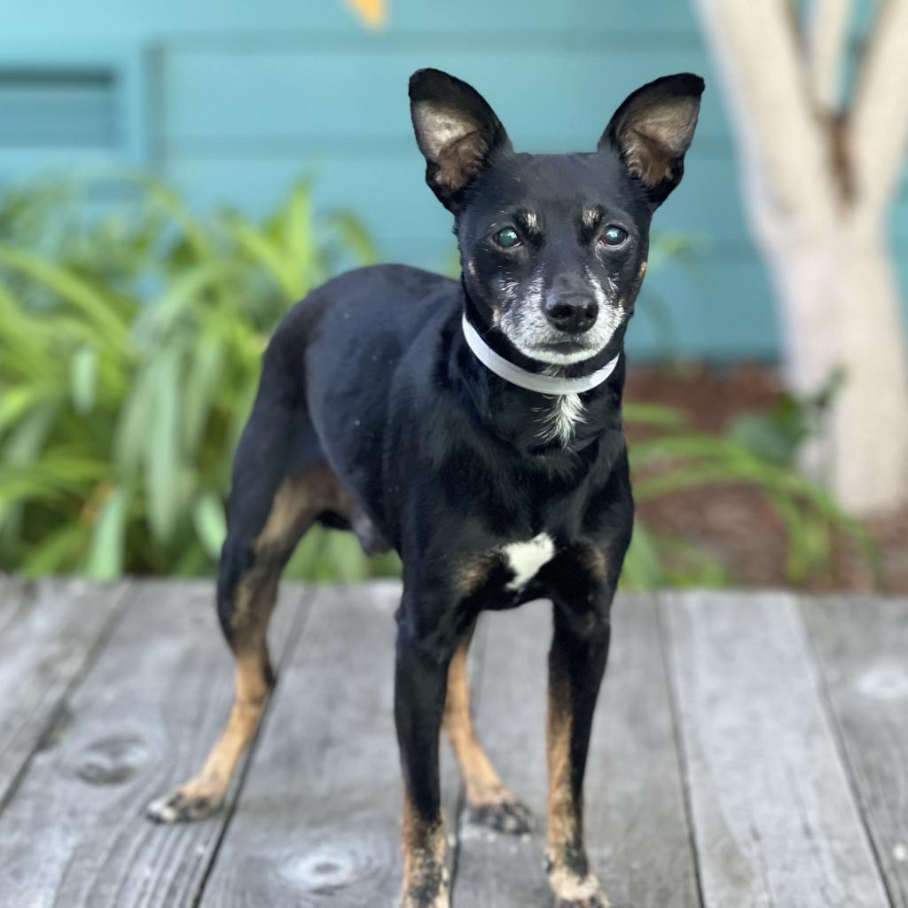 Enlarge Buddy, a Adoptable mixed breed image 4/5