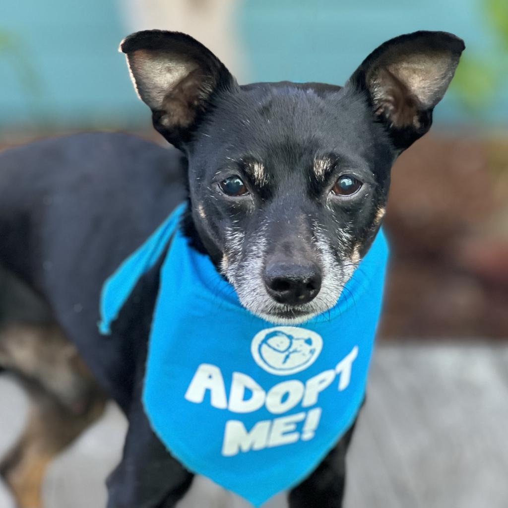 Enlarge Buddy, a Adoptable mixed breed image 5/5