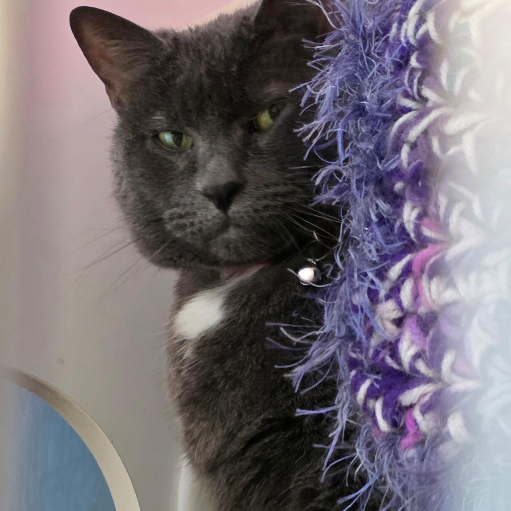 Maci, Adoptable, Senior Female Domestic Short Hair.