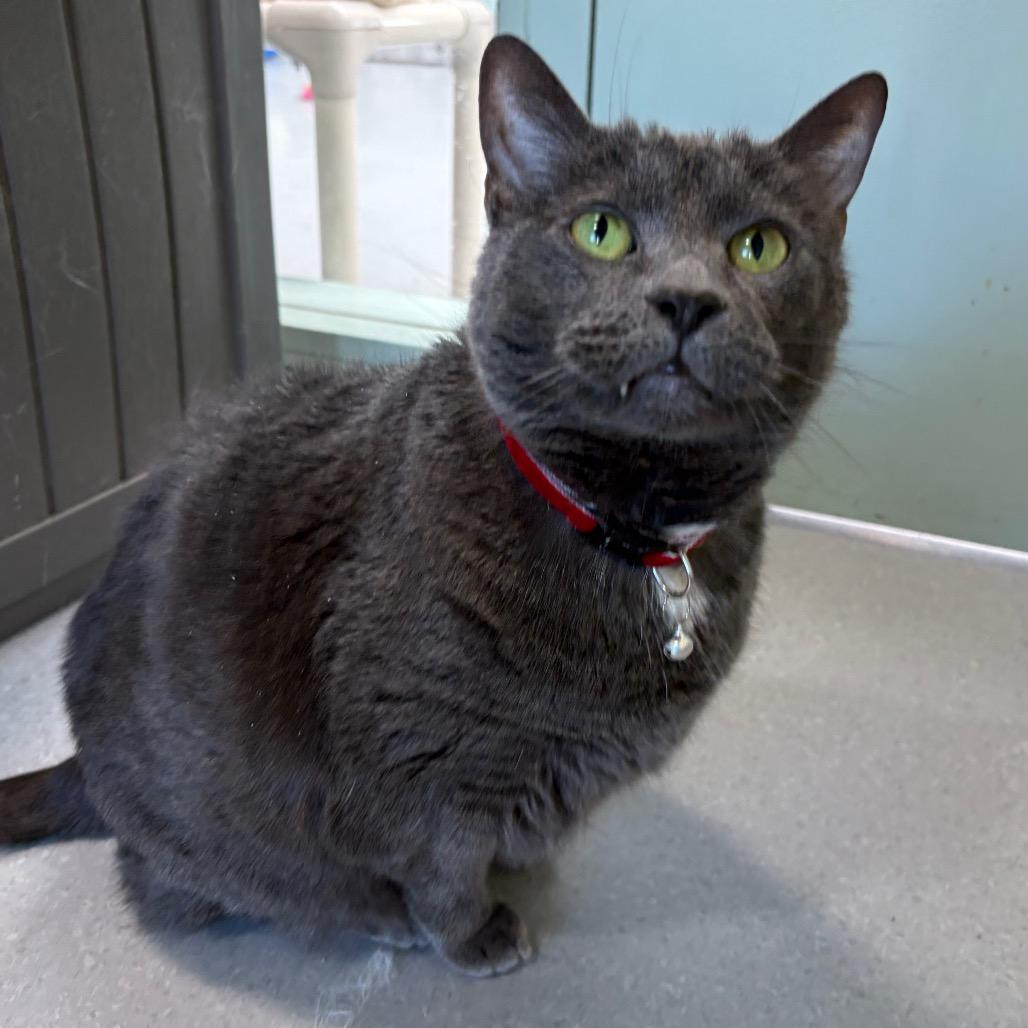 Maci — thumbnail 2