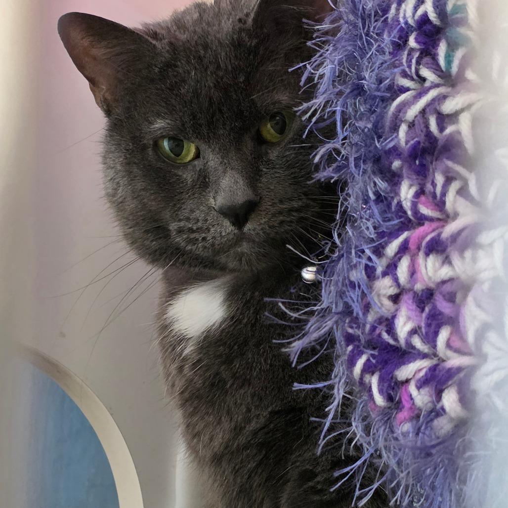 Enlarge Maci, a Adoptable Domestic Short Hair in Lakewood, CO image 2/2