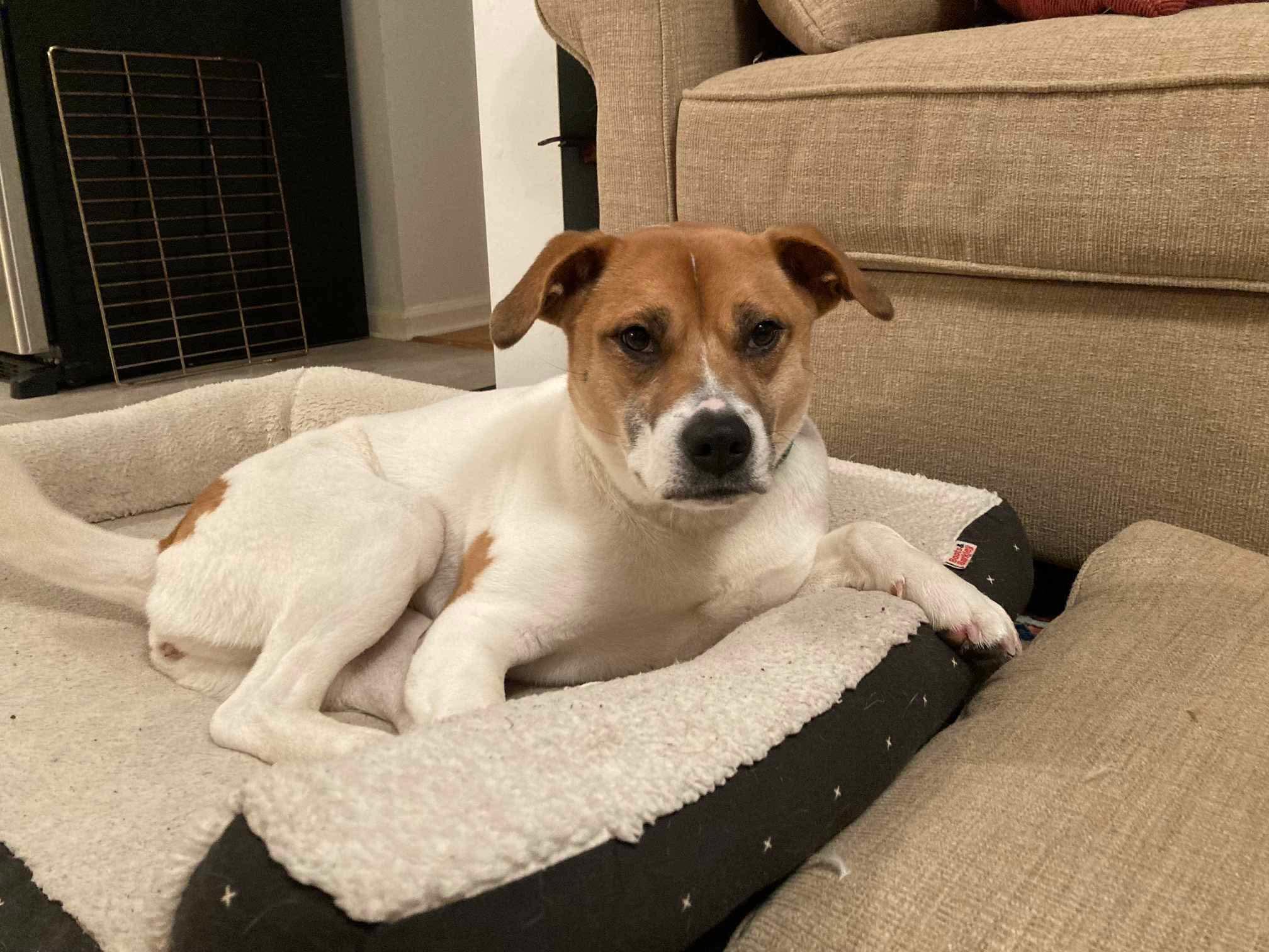 Zadie, a Adoptable mixed breed in Boston, MA image 6/6