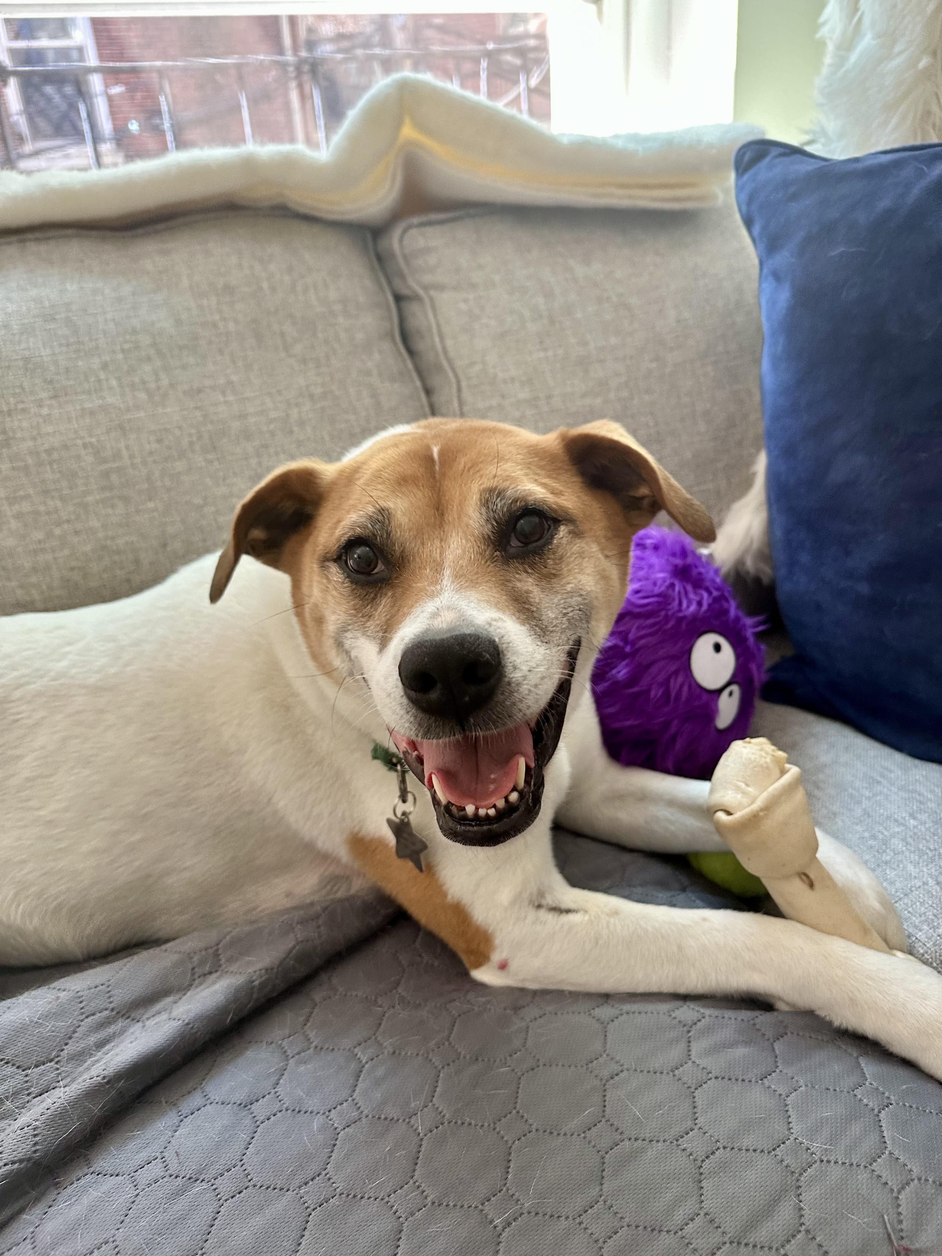 Zadie, a Adoptable mixed breed in Boston, MA image 5/6