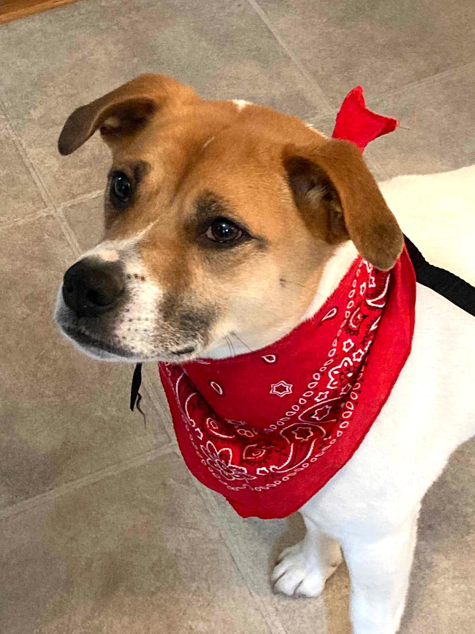 Zadie, a Adoptable mixed breed in Boston, MA image 2/6