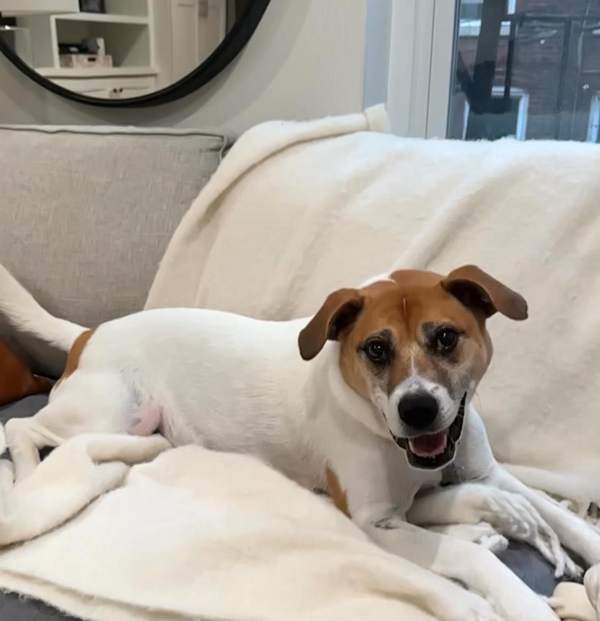 Zadie, Adoptable, Senior Female Hound.