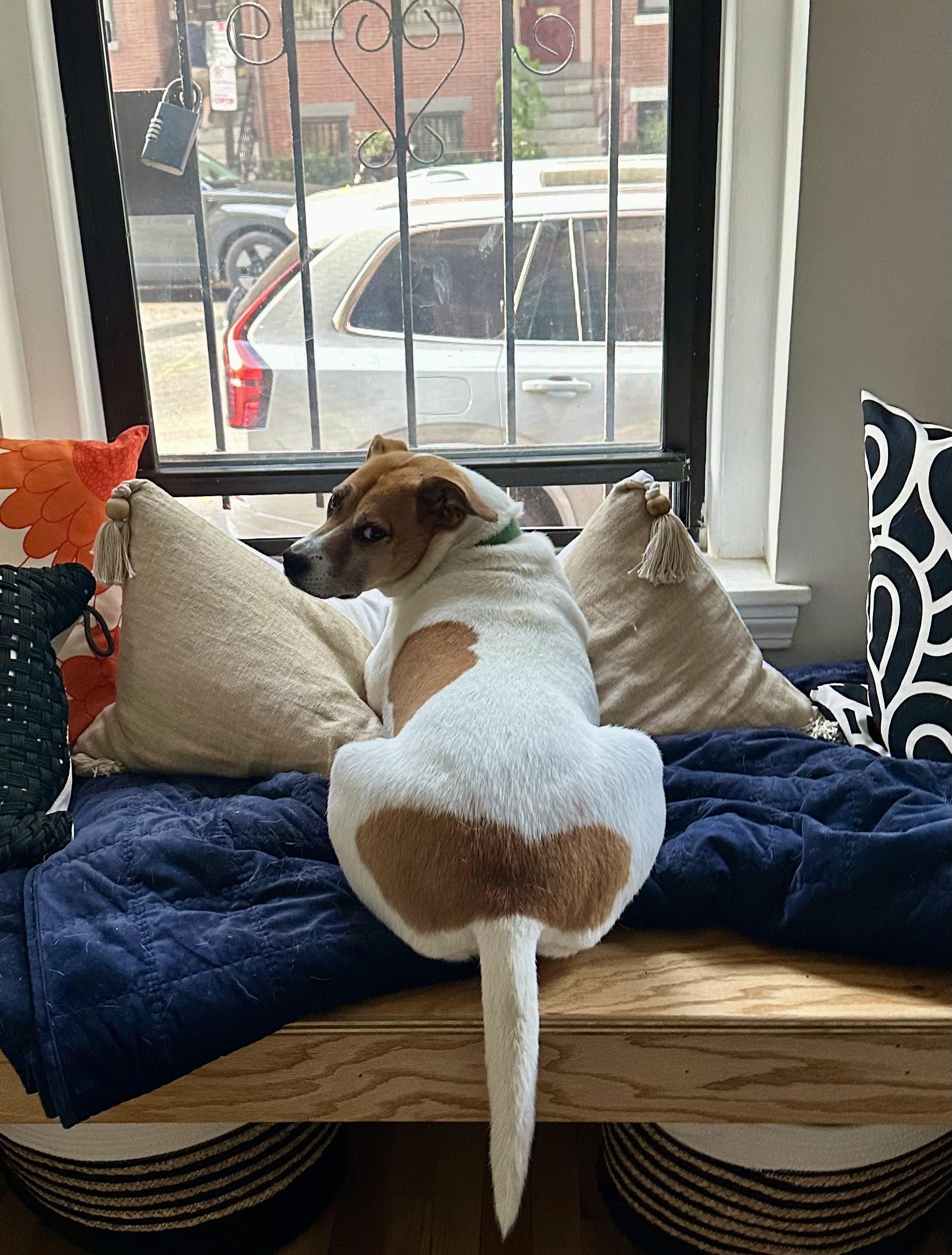 Zadie, a Adoptable mixed breed in Boston, MA image 3/6