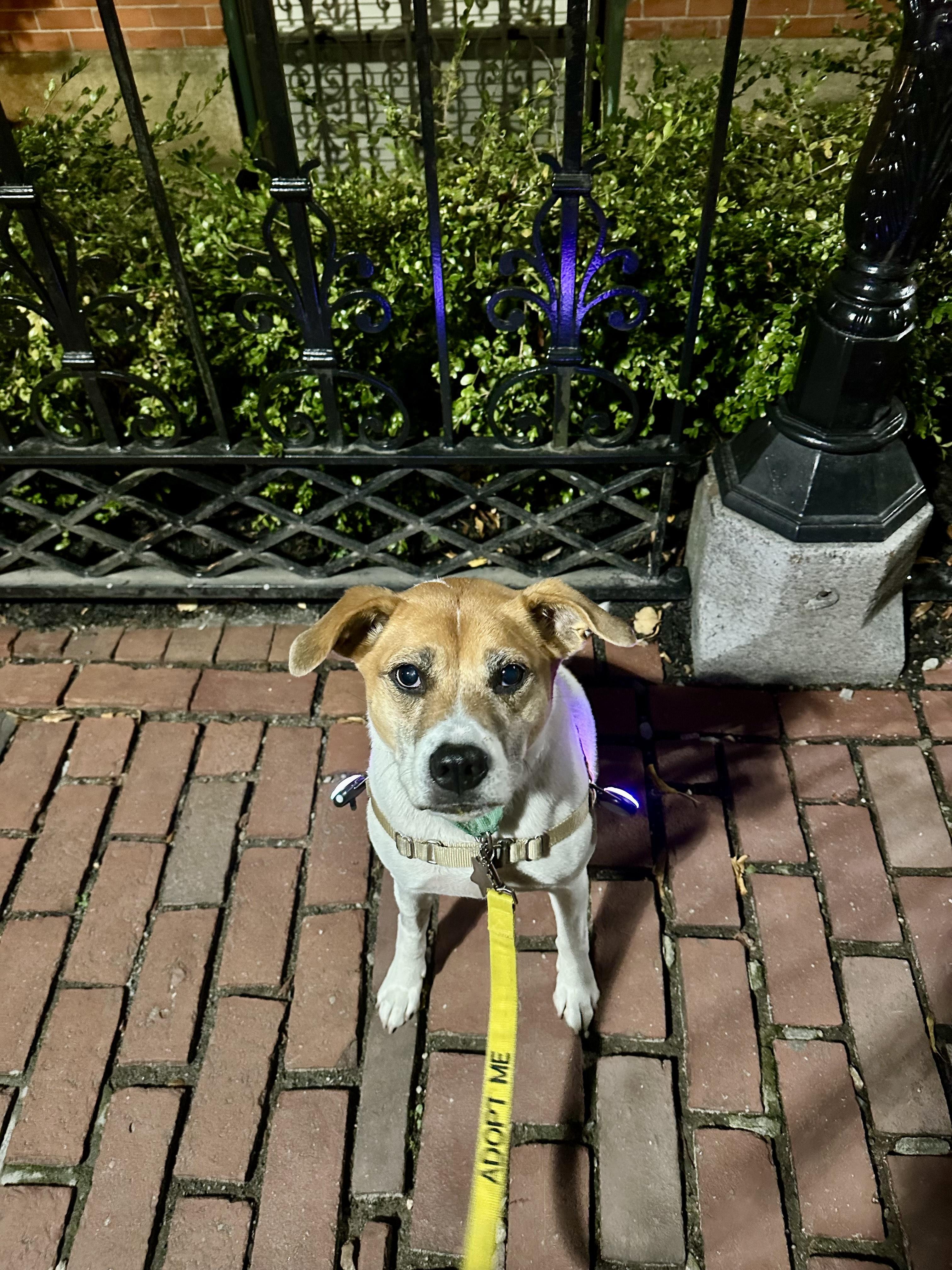 Zadie, a Adoptable mixed breed in Boston, MA image 4/6