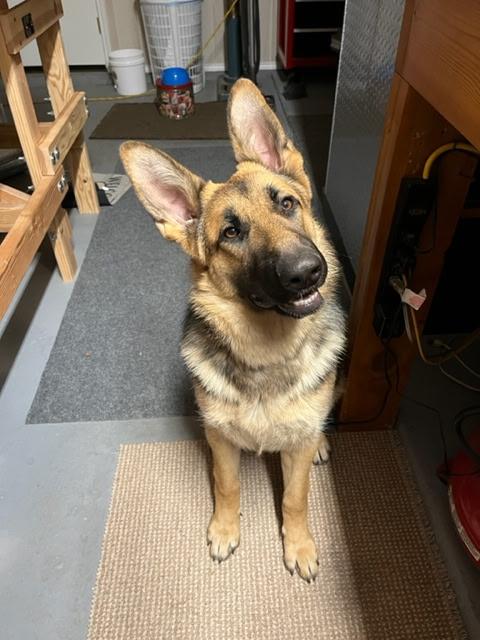 Mia H GDP, Adoptable, Adult Female German Shepherd Dog.