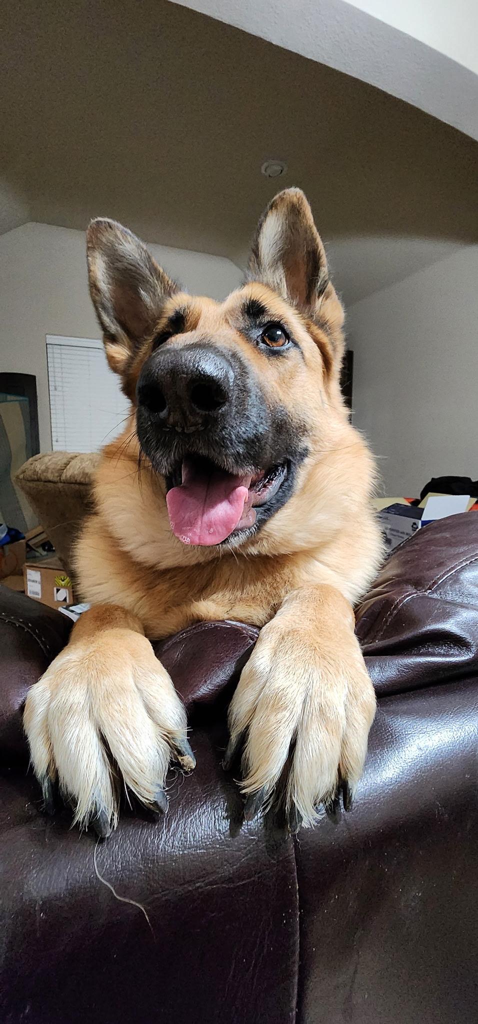 Enlarge Mia H GDP, a Adoptable German Shepherd Dog in Dallas, TX image 2/3