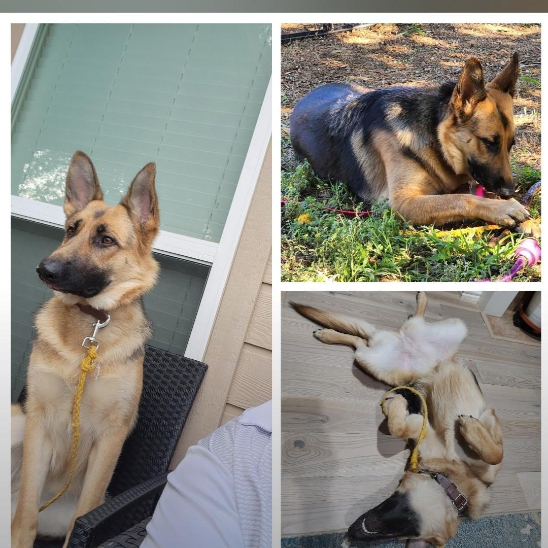 Enlarge Mia H GDP, a Adoptable German Shepherd Dog in Dallas, TX image 3/3