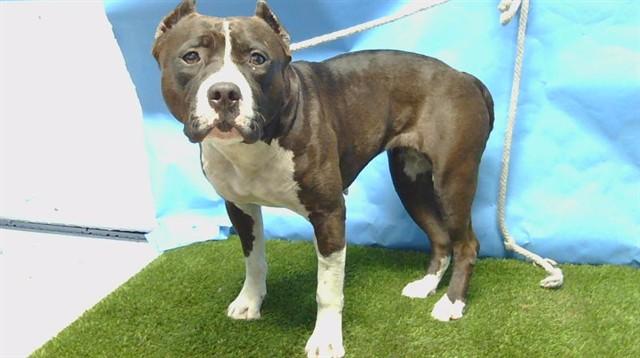 LACEY, Adoptable, Adult Female American Staffordshire Terrier.