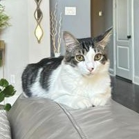 Daze — thumbnail 2