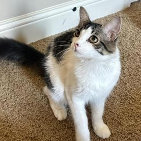 Daze — thumbnail 4