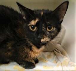 Enlarge Vivian, a Adoptable mixed breed in Robinson, IL image 1/1