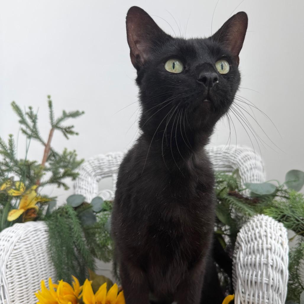 Coco Fairview 56562, Adoptable, Adult Male Domestic Short Hair.