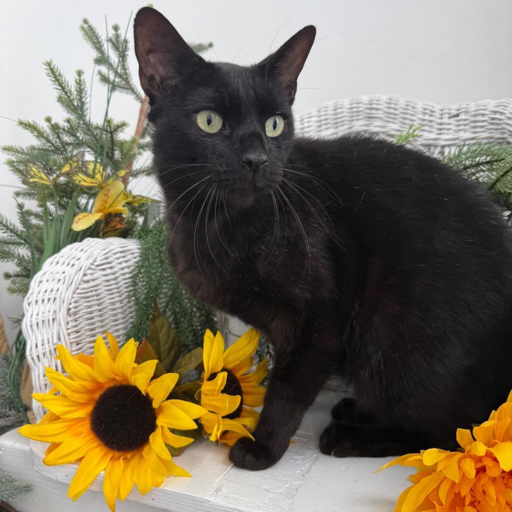 Enlarge Coco Fairview 56562, a Adoptable Domestic Short Hair in Lansing, MI image 2/4