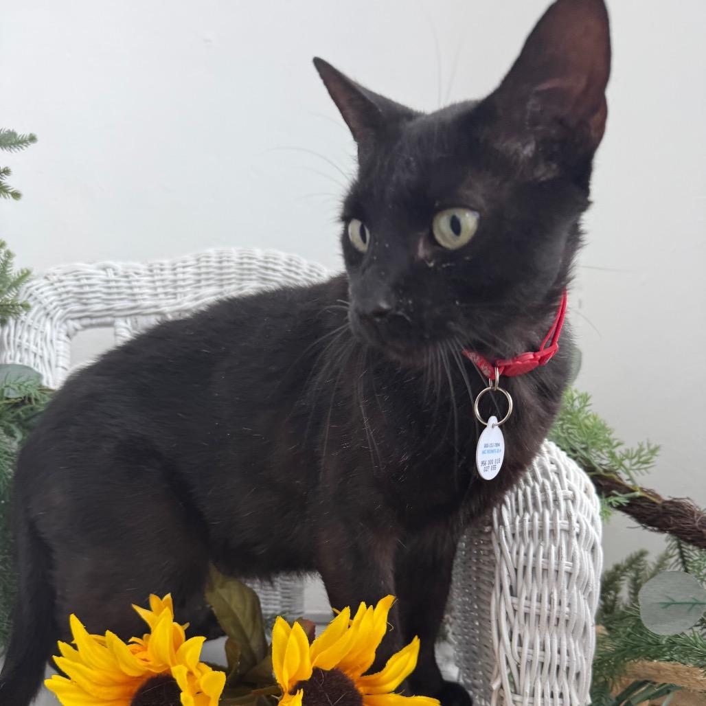 Enlarge Coco Fairview 56562, a Adoptable Domestic Short Hair in Lansing, MI image 3/4