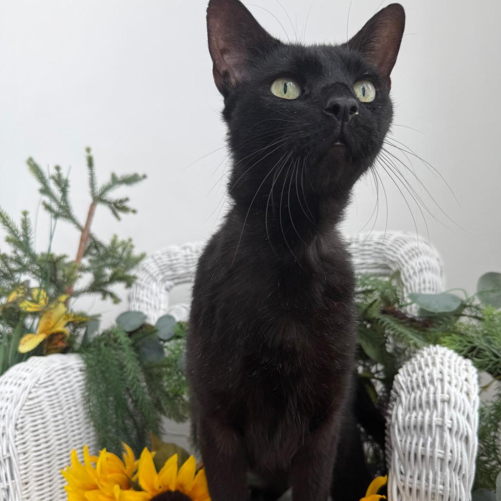 Enlarge Coco Fairview 56562, a Adoptable Domestic Short Hair in Lansing, MI image 4/4