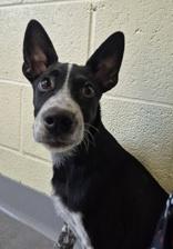 Enlarge Raggs, a Adoptable mixed breed in Glasgow, KY image 1/4