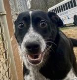 Enlarge Raggs, a Adoptable mixed breed in Glasgow, KY image 2/4