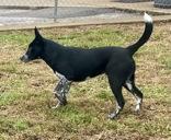 Enlarge Raggs, a Adoptable mixed breed in Glasgow, KY image 3/4