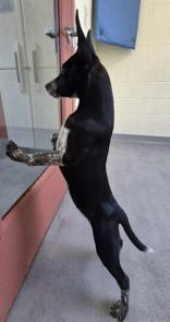 Enlarge Raggs, a Adoptable mixed breed in Glasgow, KY image 4/4