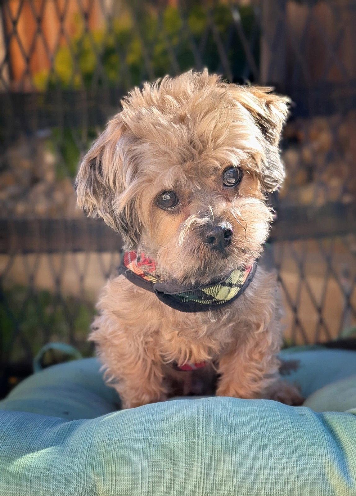 *Sasquatch Cryptid, Adoptable, Senior Male Yorkshire Terrier & Maltese.