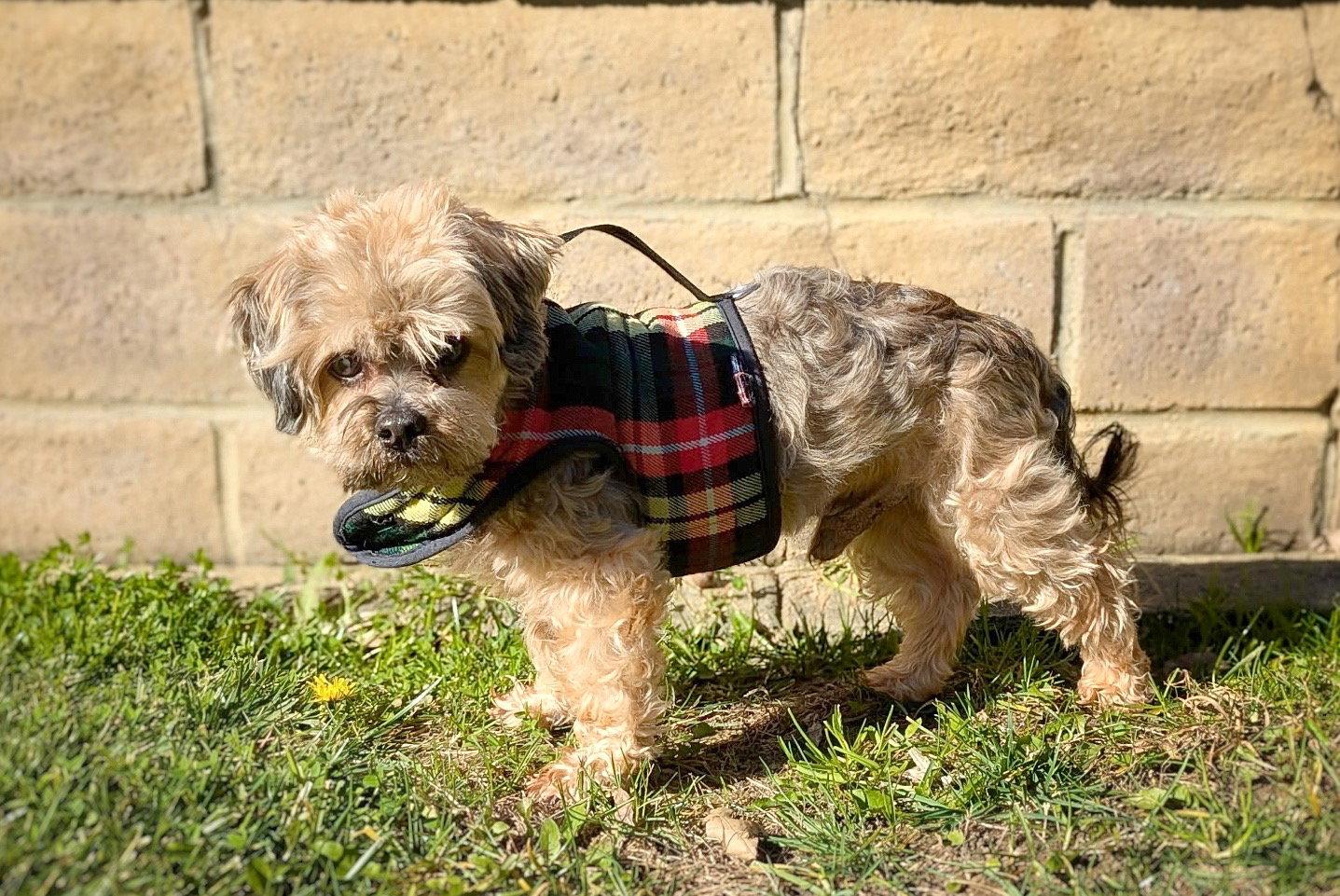 Enlarge *Sasquatch Cryptid, a Adoptable mixed breed in Pittsburg, CA image 3/3