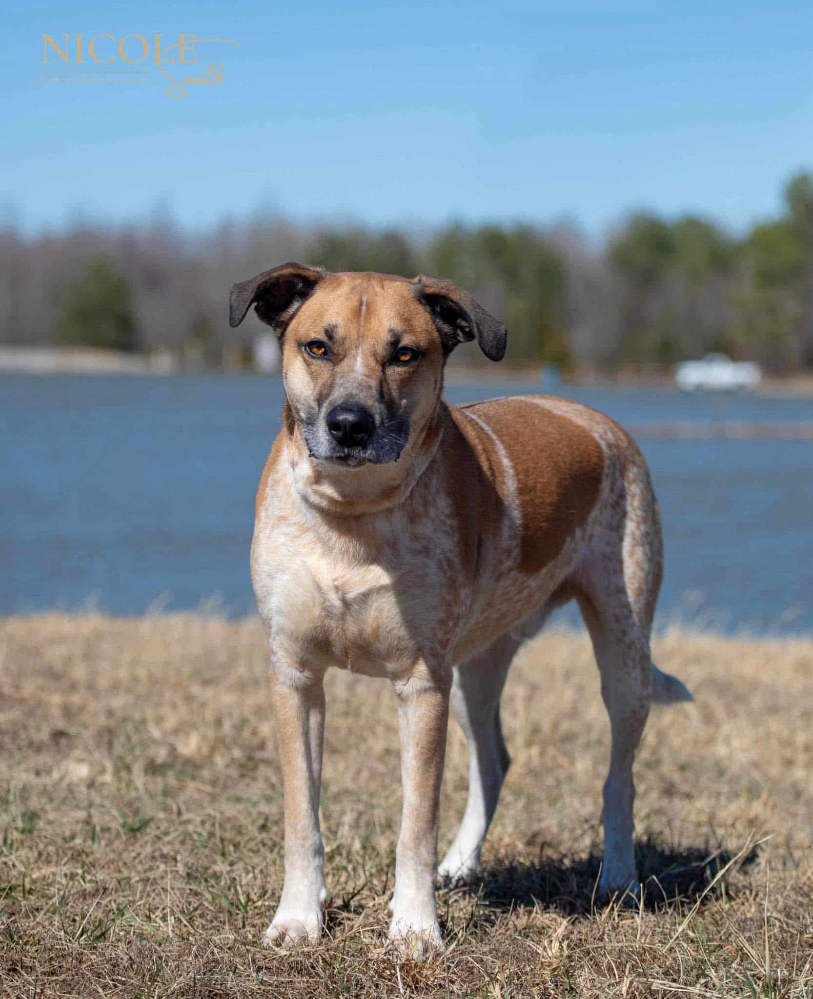 Sheldon, Adoptable, Adult Male Australian Cattle Dog / Blue Heeler.
