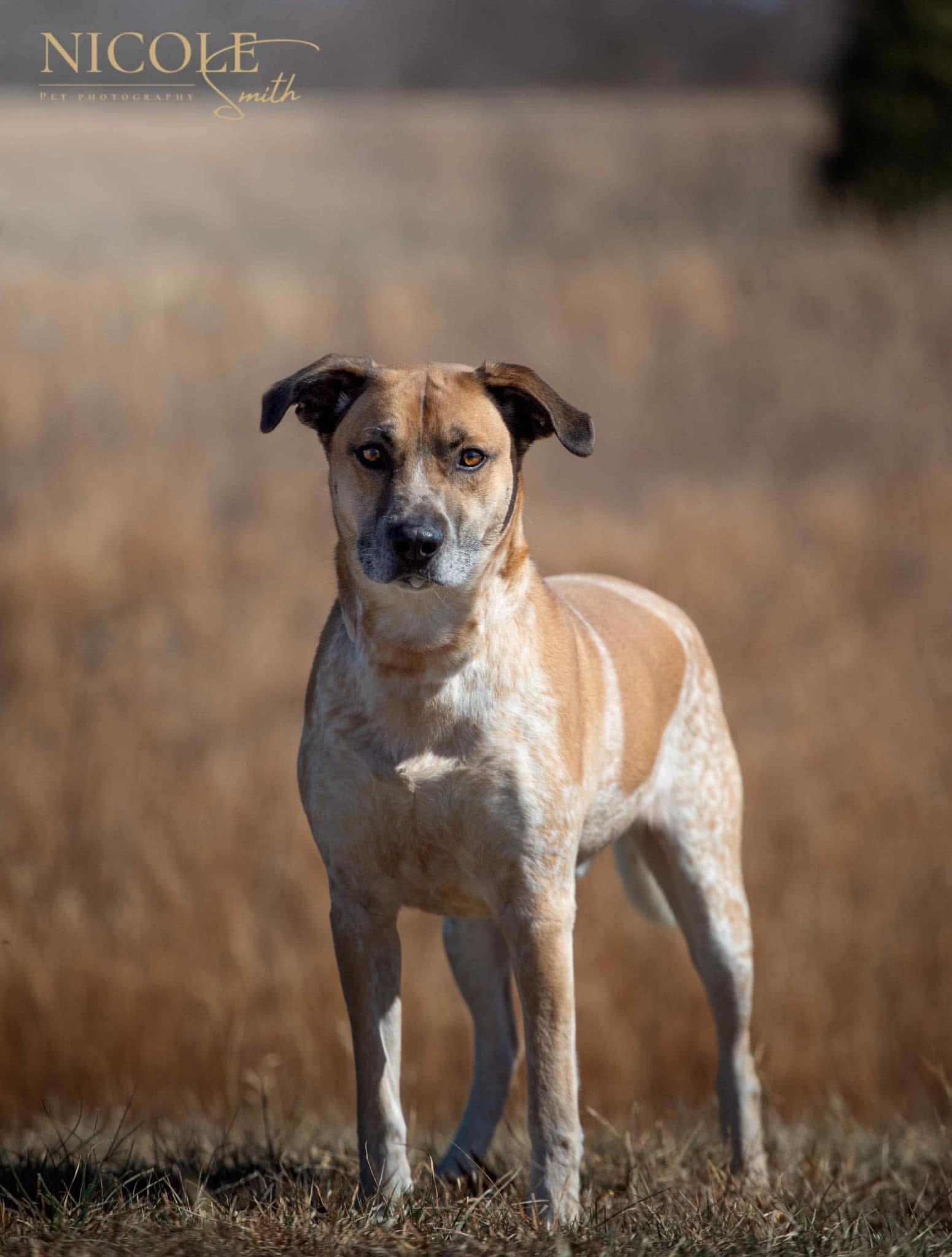 Enlarge Sheldon, a Adoptable mixed breed in Greenville, KY image 2/3