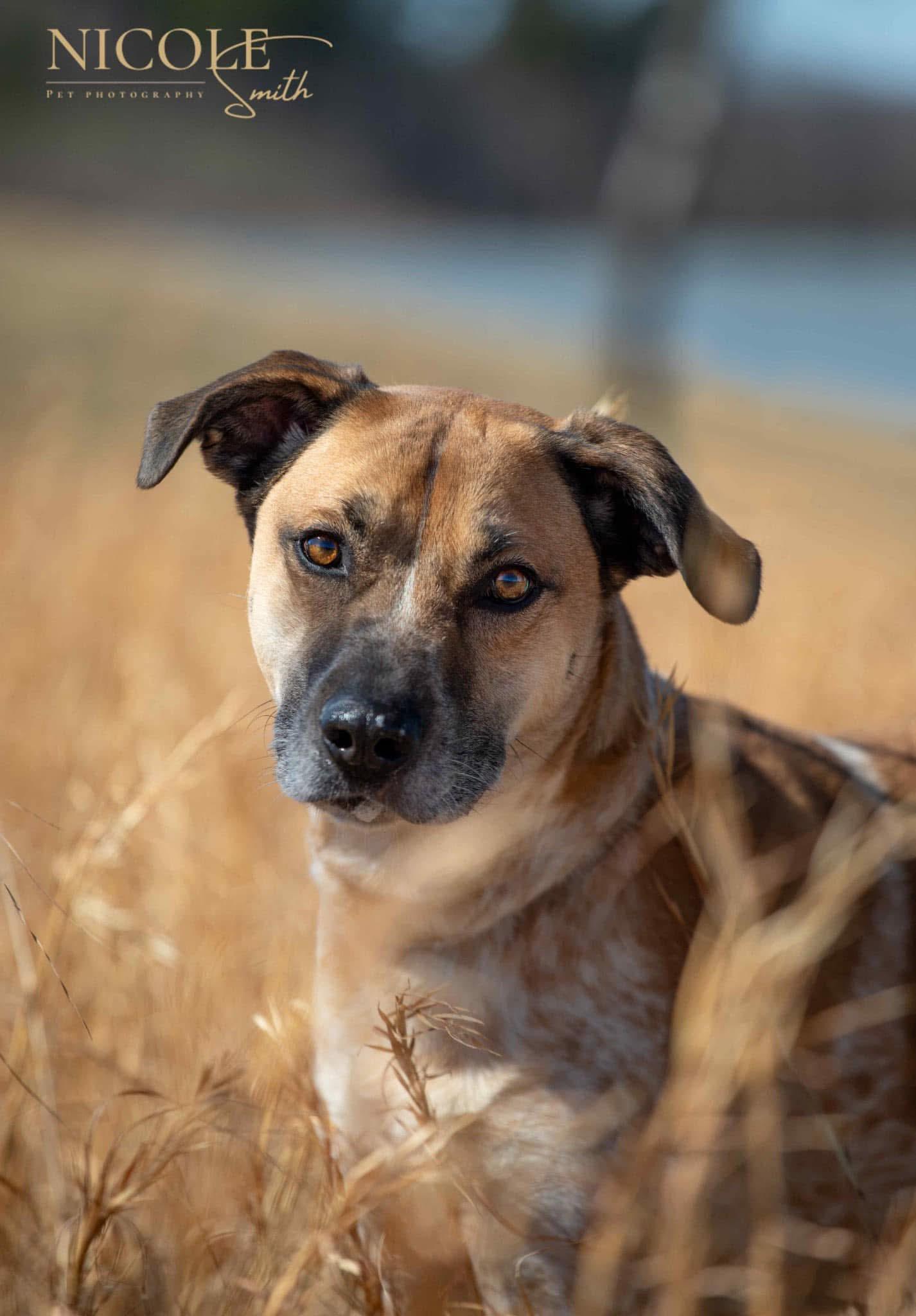 Enlarge Sheldon, a Adoptable mixed breed in Greenville, KY image 3/3