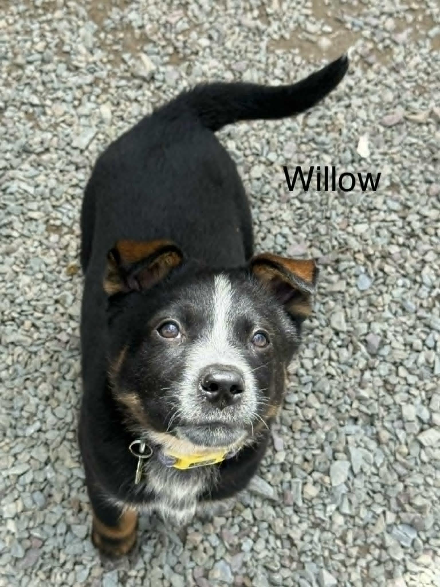 Enlarge Willow, a Adoptable Shepherd in Hop Bottom, PA image 1/1