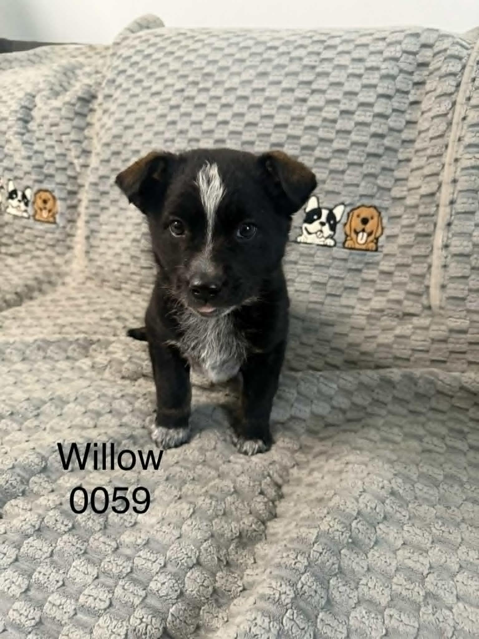 Enlarge Willow, a Adoptable Shepherd in Hop Bottom, PA image 1/1