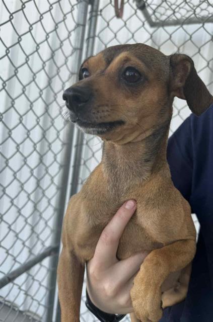 Lollie -- URGENT!!! OUT OF TIME!!!