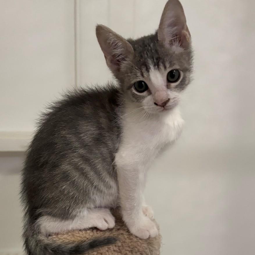 Enlarge Gretchen Maloney, a Adoptable mixed breed in Denver, CO image 2/5